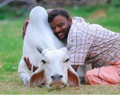 Ấn Độ muốn người dân ôm bò vào ngày Valentine