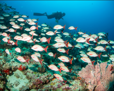 Hơn cả một kỳ nghỉ: Centara hé lộ những trải nghiệm văn hóa và thiên nhiên sống động tại Châu Á và Maldives