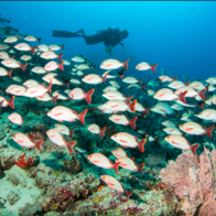 Hơn cả một kỳ nghỉ: Centara hé lộ những trải nghiệm văn hóa và thiên nhiên sống động tại Châu Á và Maldives