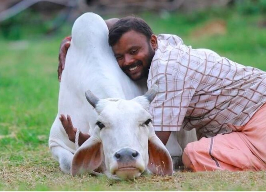 Ấn Độ muốn người dân ôm bò vào ngày Valentine